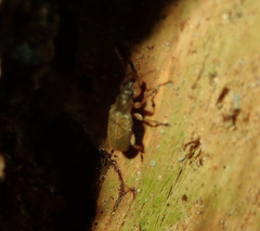 Cimberis attelaboides