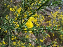Cytisus scoparius