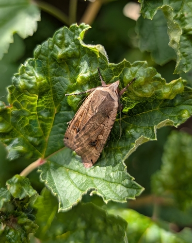 Large Yellow Underwing