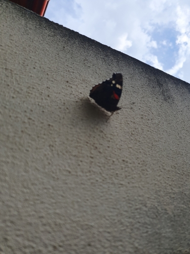 Red Admiral