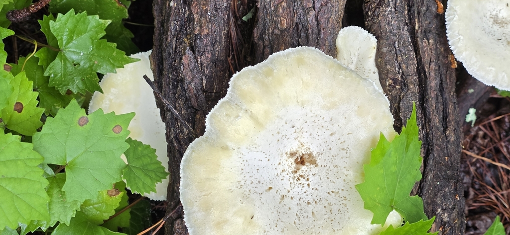 Lynx Paw Oyster · June 2026 · photo: Photo: no rights reserved · iNaturalist