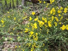 Cytisus scoparius