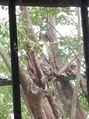 Melanerpes aurifrons