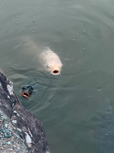 Amur Carp