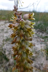 Lachenalia variegata