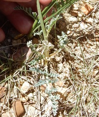 Vesper macrorhizus