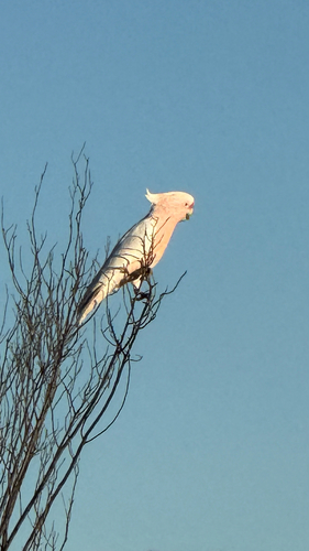 Pink Cockatoo