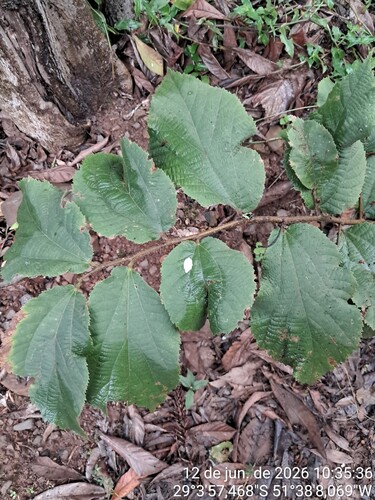Luehea divaricata