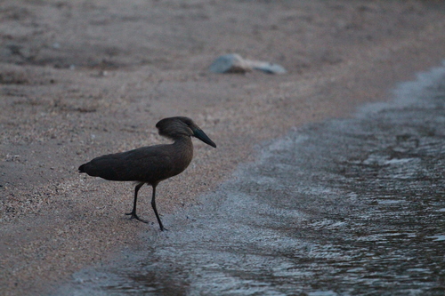 Hamerkop