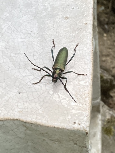 Musk beetle