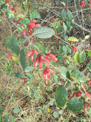 Cestrum fasciculatum
