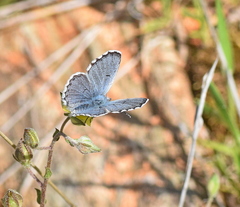 Pseudophilotes vicrama
