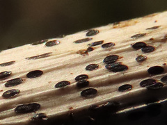 Lophodermium paeoniae