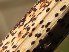 Lophodermium paeoniae