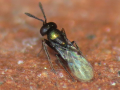 Copidosoma