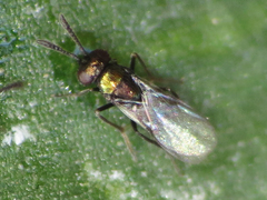 Copidosoma