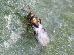 Copidosoma