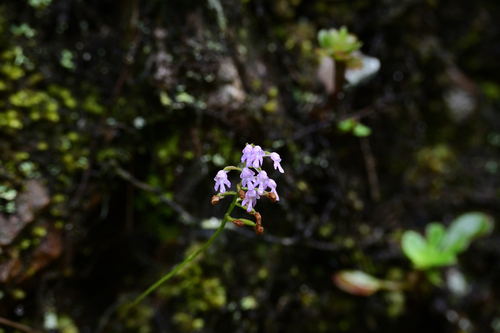 delicate amitostigma