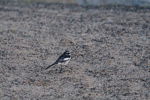 African Pied Wagtail