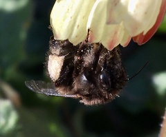 Anthophora plumipes
