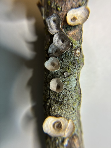 little nest polypore