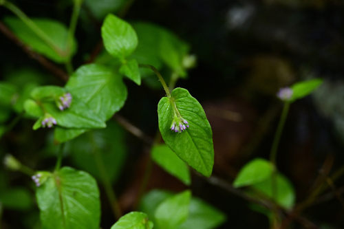 Nepal Persicaria
