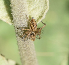Oxyopes heterophthalmus
