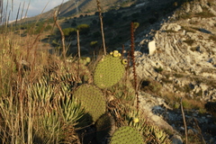 Opuntia huajuapensis