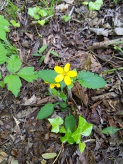 Chrysogonum