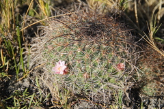 Mammillaria discolor