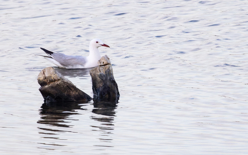 Slender-billed Gull (Chroicocephalus genei), photo 8