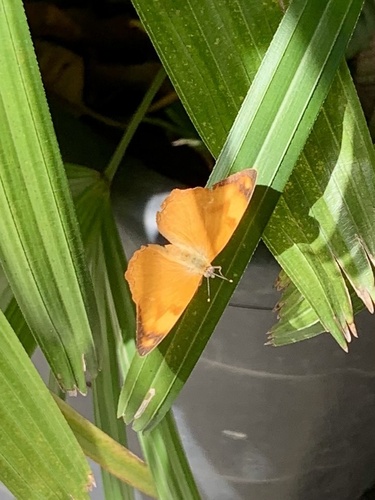 Mandarin Nica
