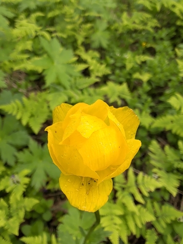 European Globeflower