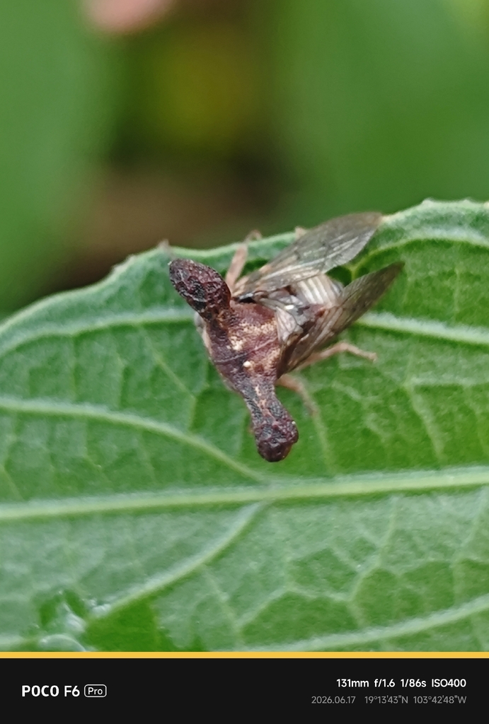 Platycentrus obtusicornis