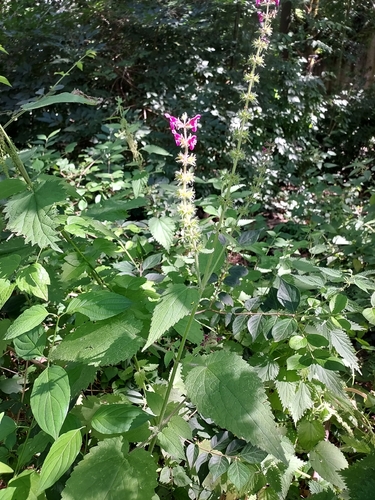 hedge woundwort