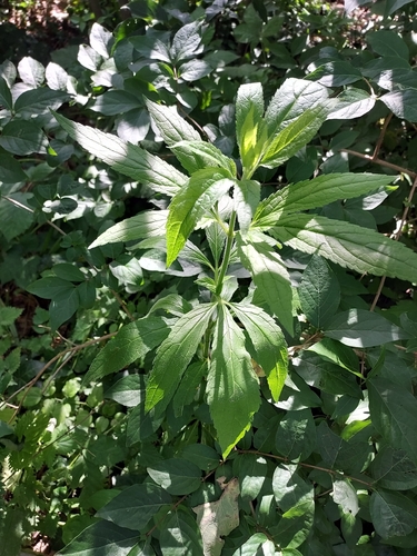 hemp agrimony