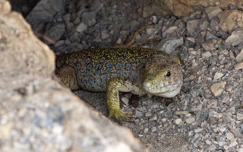 Sierra Nevada (Ocellated) Lizard, Timon nevadensis