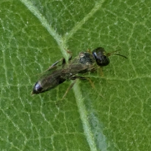 Passaloecus borealis