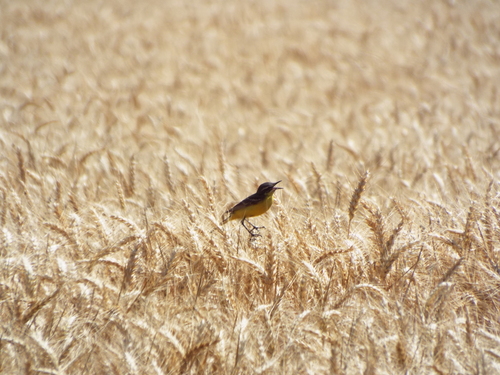 Western Yellow Wagtail