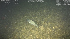 Sebastes brevispinis