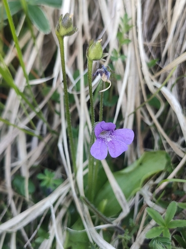 Pinguicula apuana