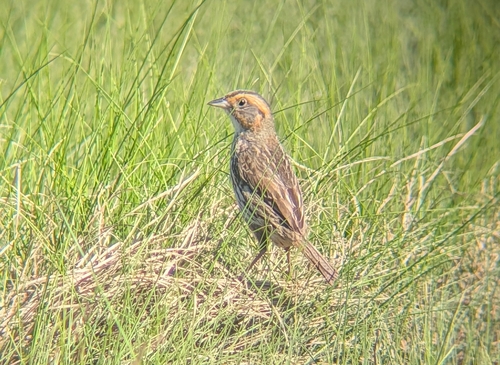 Saltmarsh Sparrow (Ammospiza caudacuta), photo 5