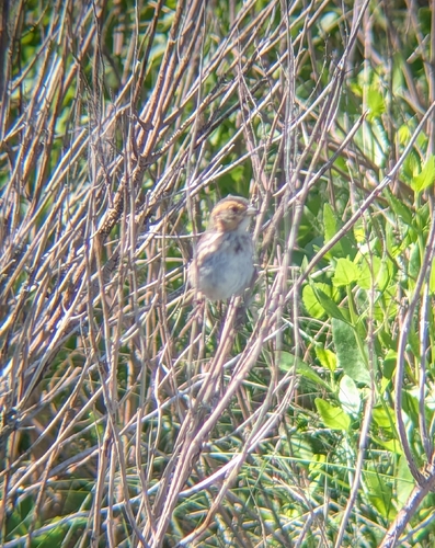 Saltmarsh Sparrow (Ammospiza caudacuta), photo 6