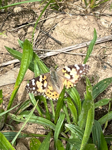 Painted Lady