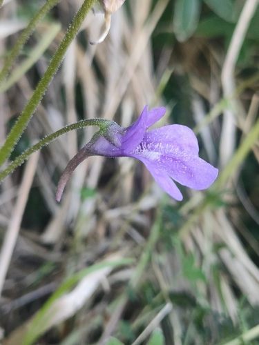 Pinguicula apuana