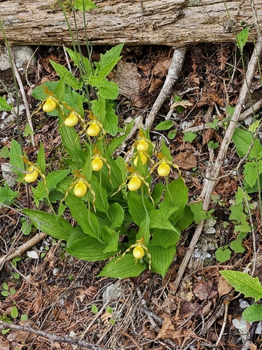 Yellow Lady'S Slipper