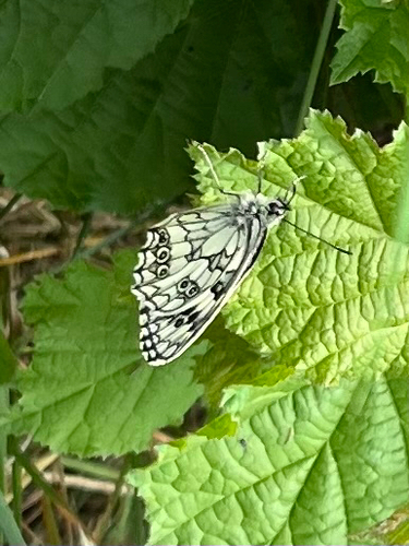 Marbled White