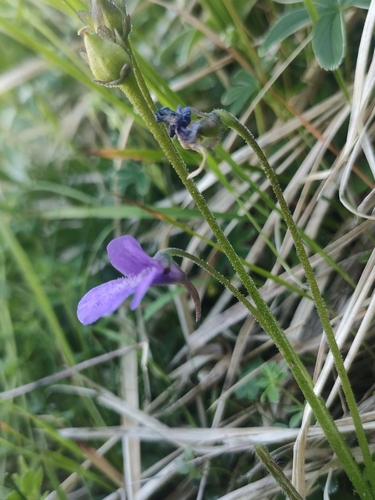 Pinguicula apuana