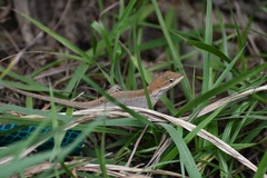 Anolis anisolepis