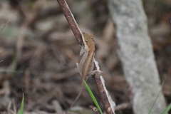 Anolis anisolepis